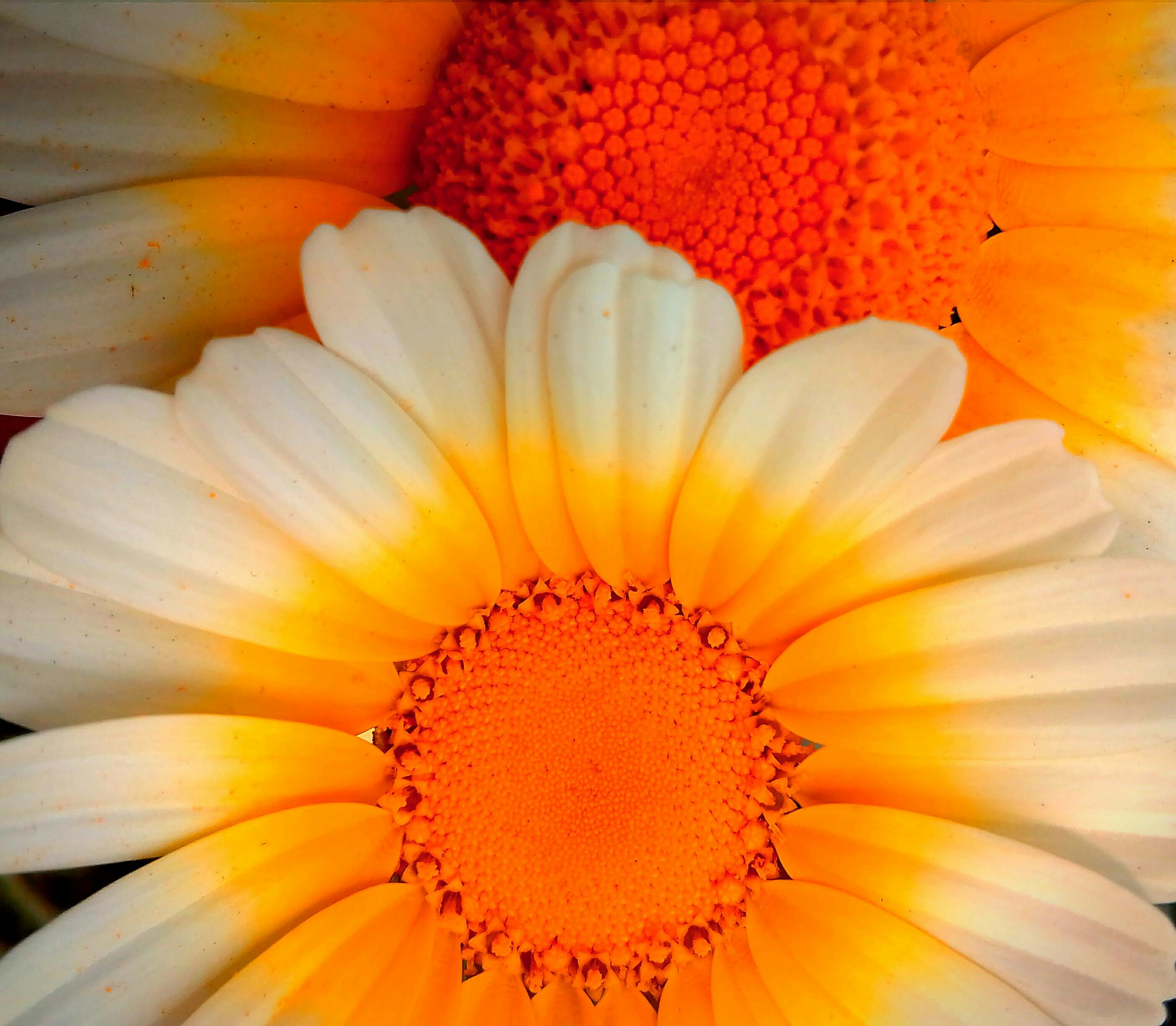 バックグラウンド 壁紙 美しい花の無料の写真素材