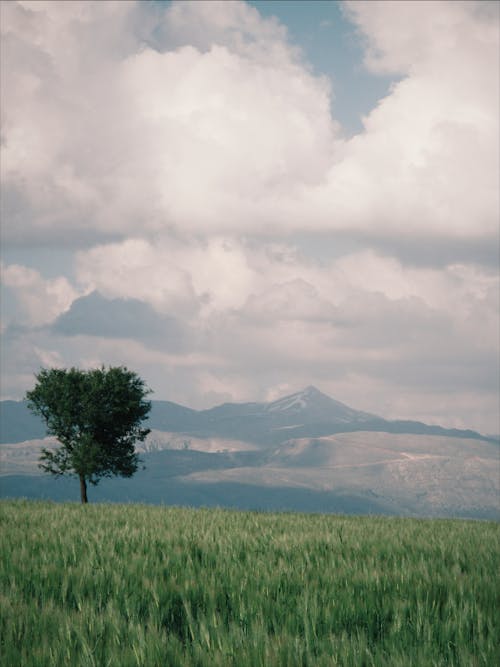 Scenic View of a Tree on a Grassy Field