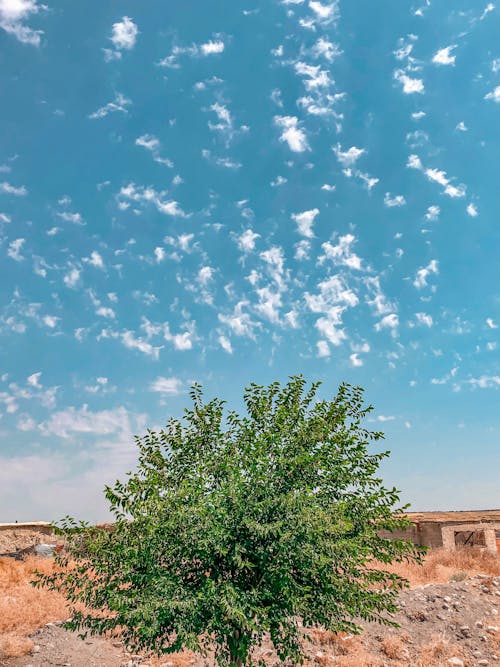Gratuit Imagine de stoc gratuită din arbore, cer albastru, floră Fotografie de stoc