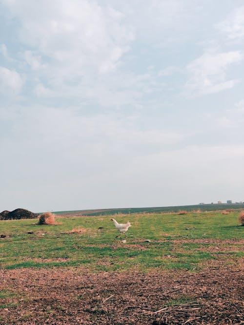 A White Chicken Walking on a Grassy Field