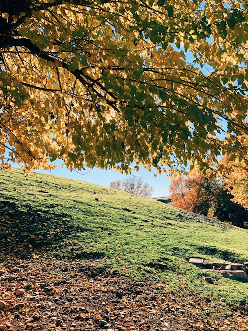 Green Grass Field With Tree