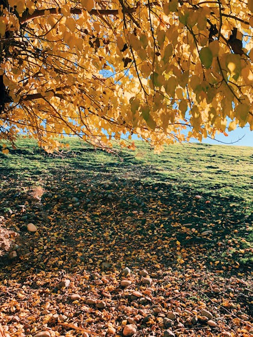 Kostenloses Stock Foto zu baum, blätter, gelb