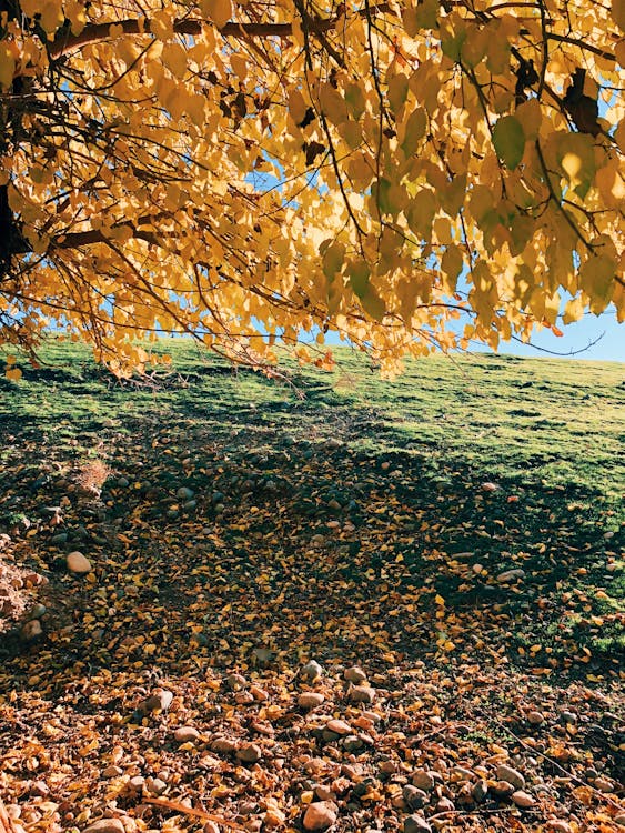 Kostenloses Stock Foto zu baum, blätter, gelb