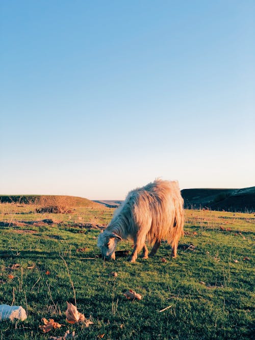 Kostenloses Stock Foto zu essen, gras, klarer himmel