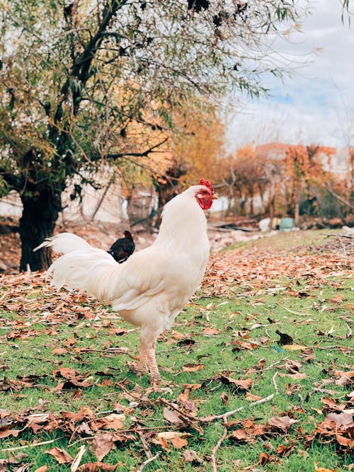 Free White Chicken on Green Grass Stock Photo
