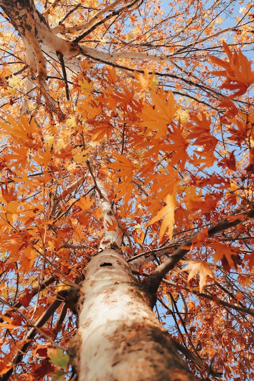 Low-Angle Shot of a Tree during Fall