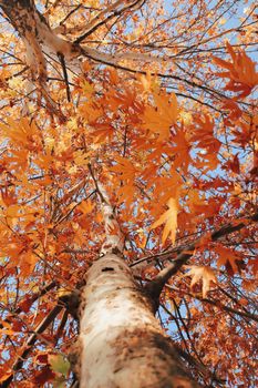 Vibrant autumn maple tree captured from below, showcasing vivid fall colors and natural beauty.