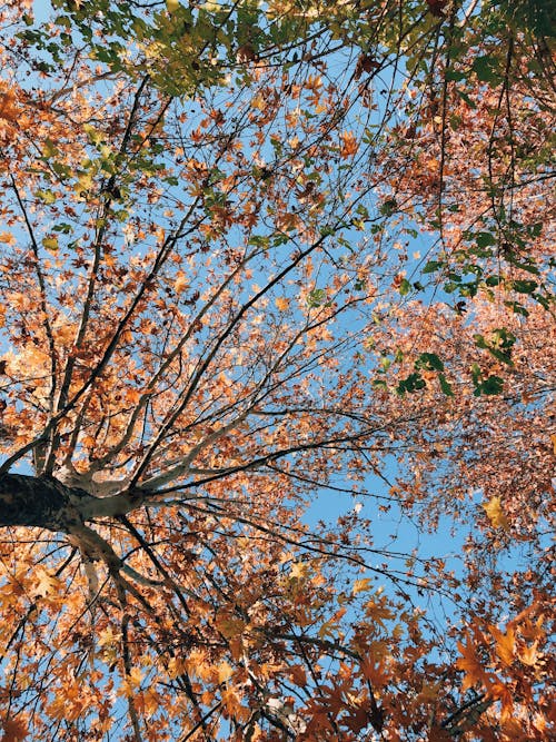 Kostenloses Stock Foto zu bäume, herbst, low-angle-shot