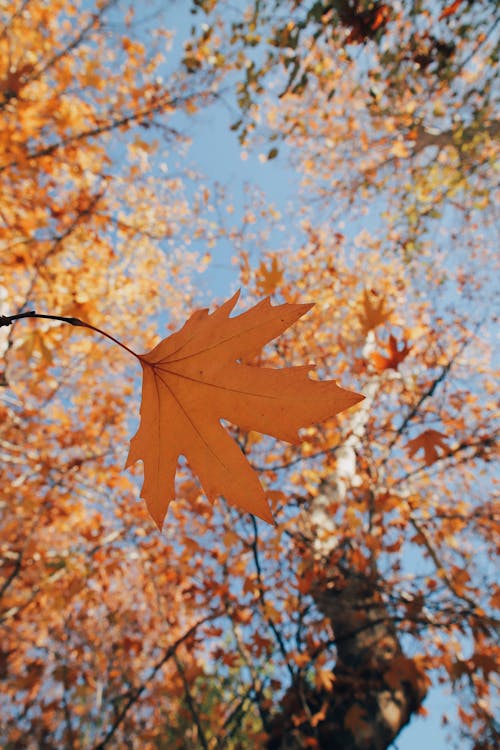 Low-Angle Shot of Trees during Fall