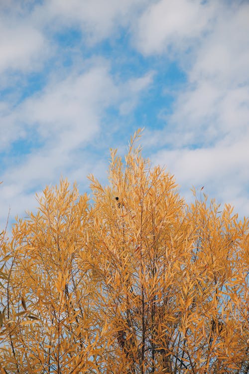 Brown Tree Under Blue Sky