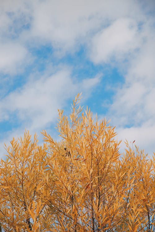 Yellow Tree Under Blue Sky and White Clouds 