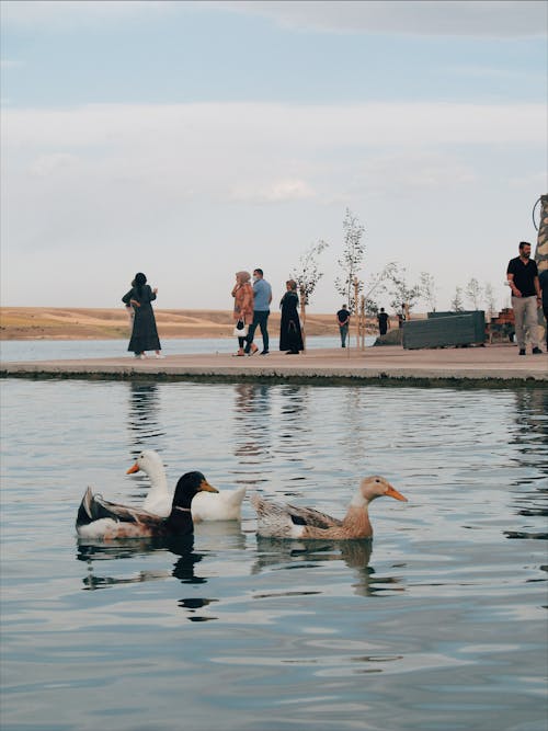 People Standing near a Lake with Ducks