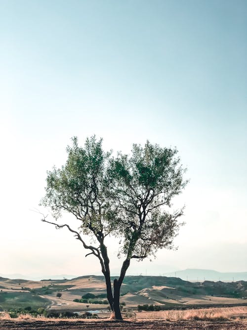 A Tree on a Grassy Field