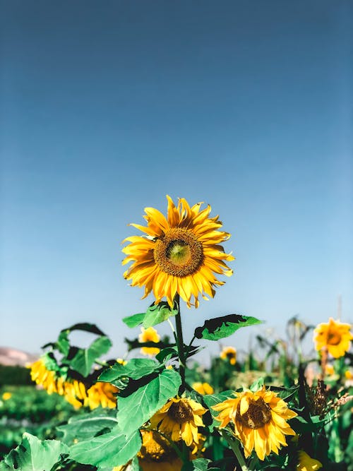 Sunflowers in Bloom