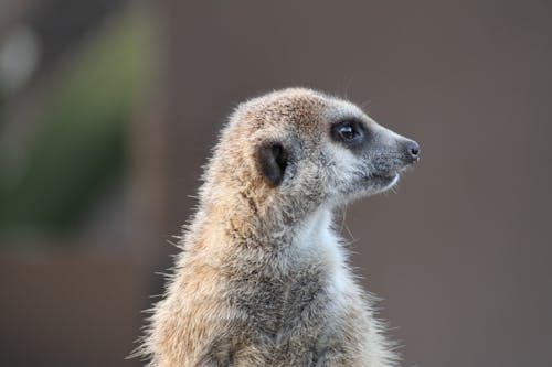 Close-Up Shot of a Meerkat
