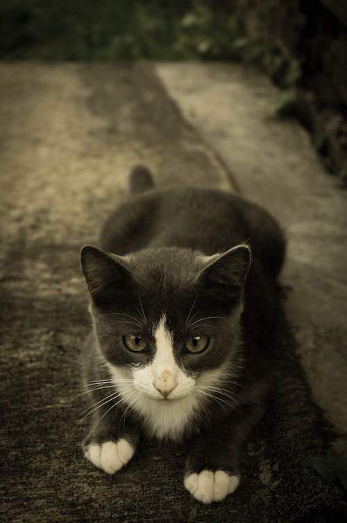 タキシード子猫