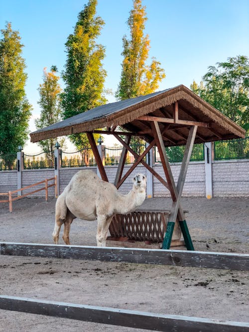 White Camel on a Wooden Shade