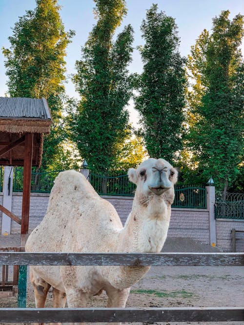 White Camel Near Wooden Fence