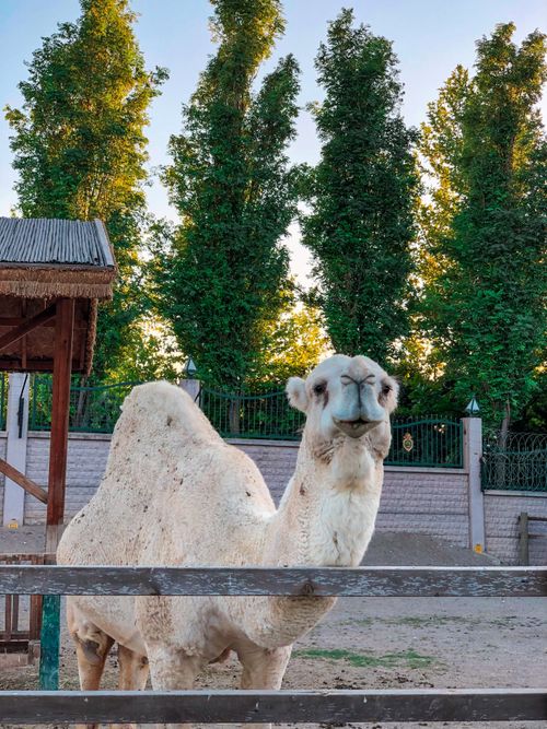 Free A dromedary camel stands in a tranquil outdoor setting, framed by lush greenery. Stock Photo