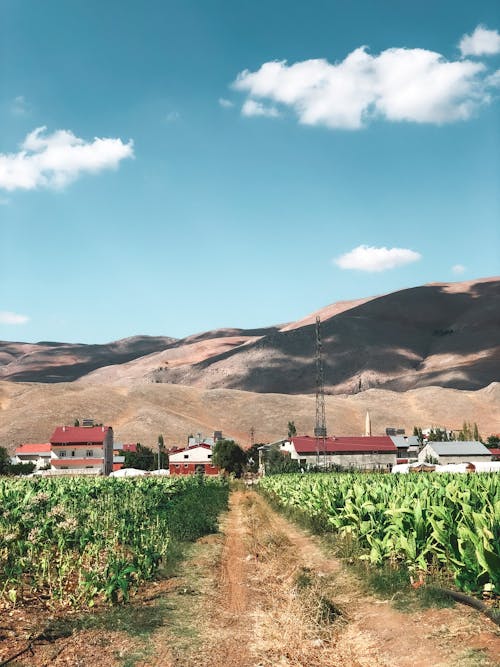 Fotos de stock gratuitas de agricultura, carretera sin asfaltar, cielo azul