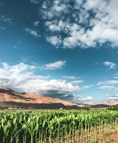 Δωρεάν στοκ φωτογραφιών με αγρόκτημα, βουνά, γαλάζιος ουρανός Φωτογραφία από στοκ φωτογραφιών
