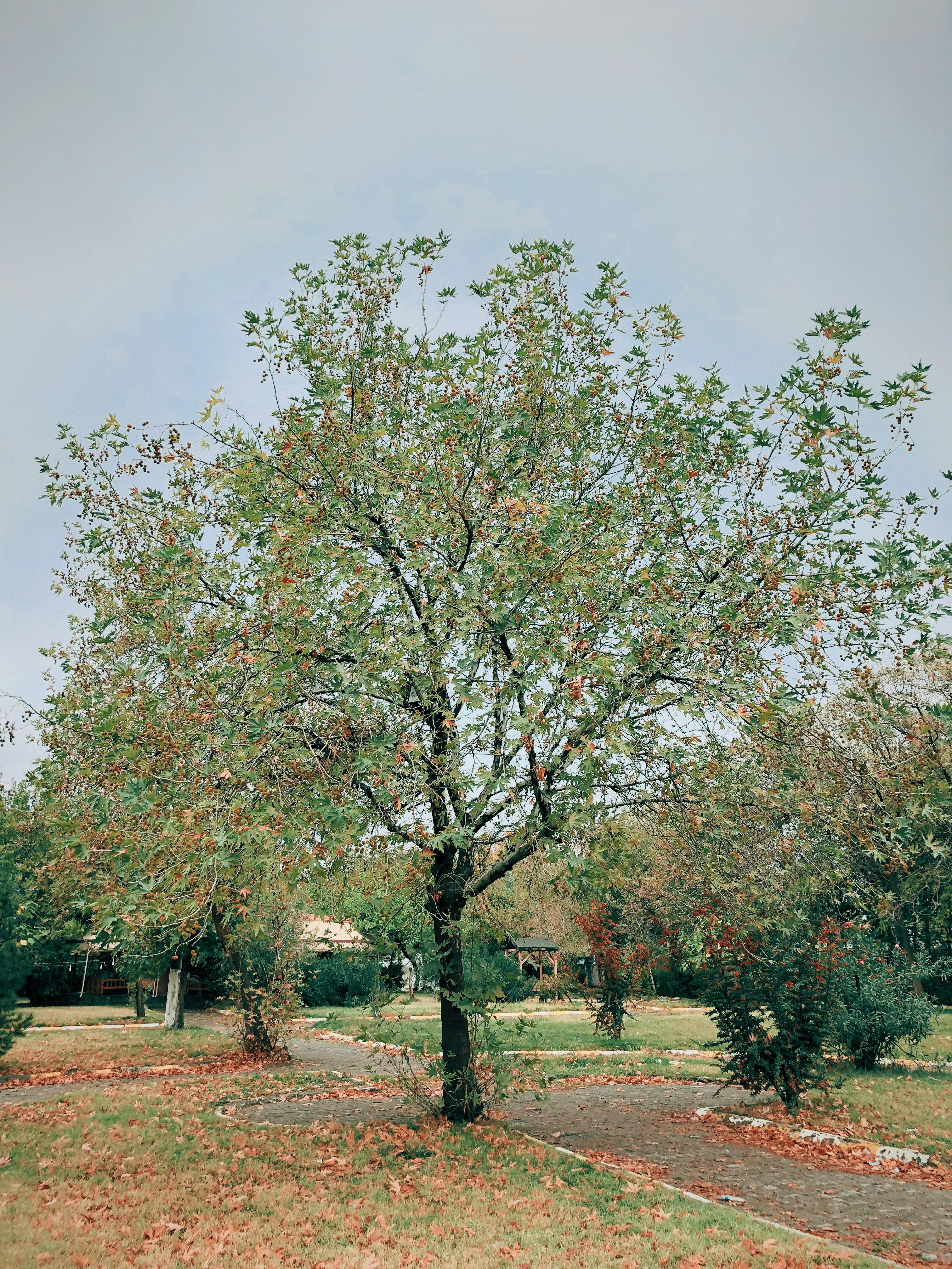 Gratis Immagine gratuita di alberi, albero, alto Foto a disposizione