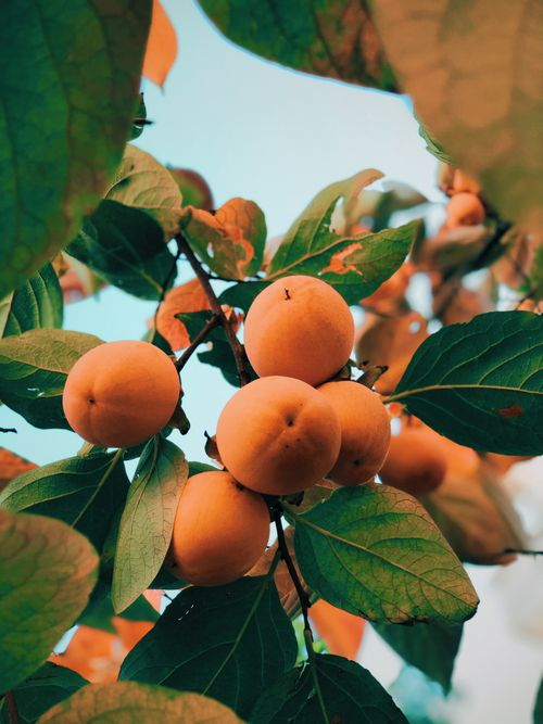 Free Vibrant cluster of ripe oranges hanging from a tree with lush green leaves in bright daylight. Stock Photo