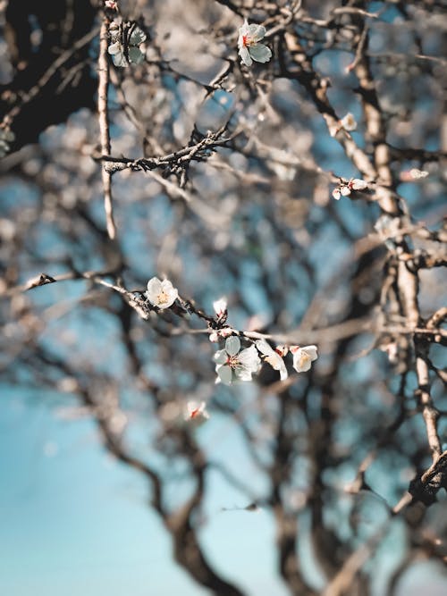 Kostenloses Stock Foto zu blumen, blüte, flacher fokus