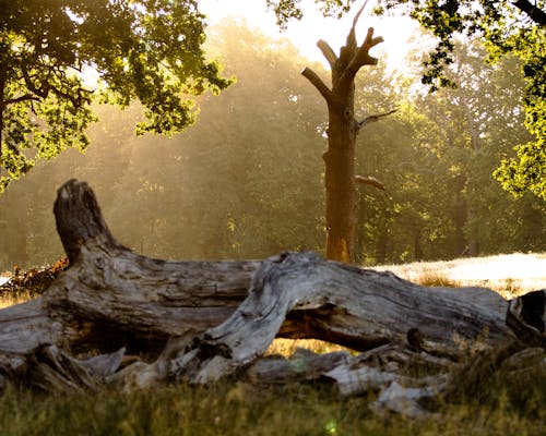 フィールド, 日光, 木の幹の無料の写真素材