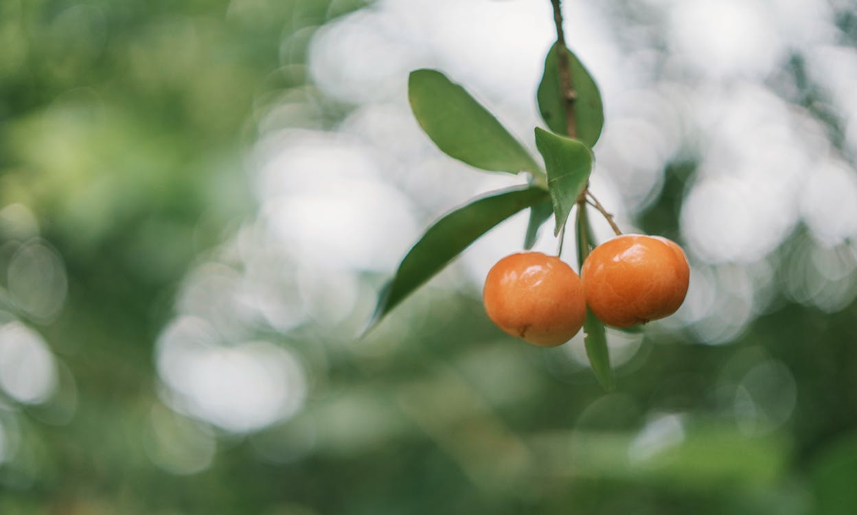 免费 圆形橙色水果的浅焦点照片 素材图片