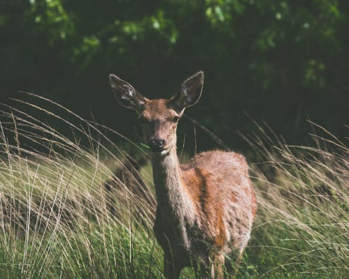 A Deer on a Grassy Field