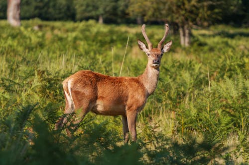 Безкоштовне стокове фото на тему «artiodactyla, cervidae, антилопа»