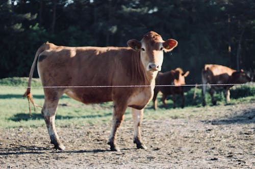 Free stock photo of cow, livestocks