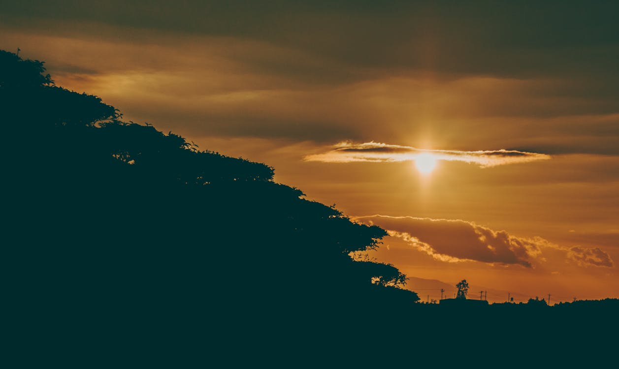 Silhouette Photography of Forest during Golden Hour