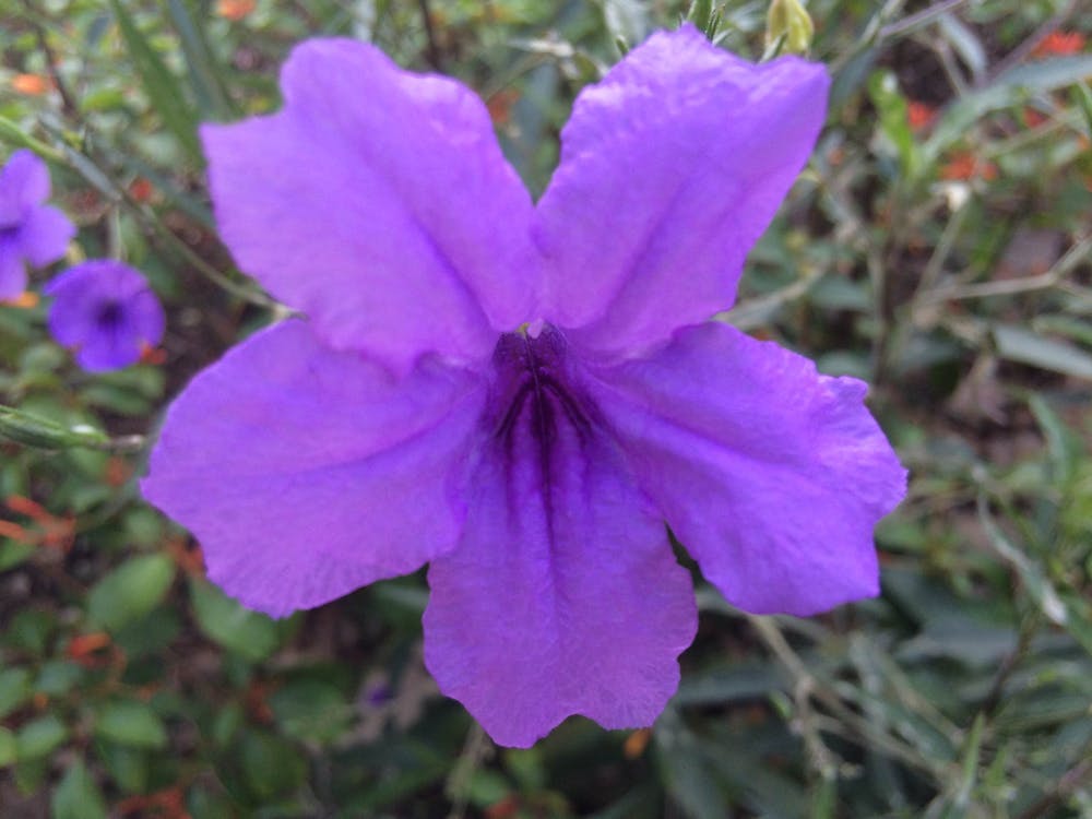 Δωρεάν στοκ φωτογραφιών με λουλούδι, μοβ, Μπανγκόκ