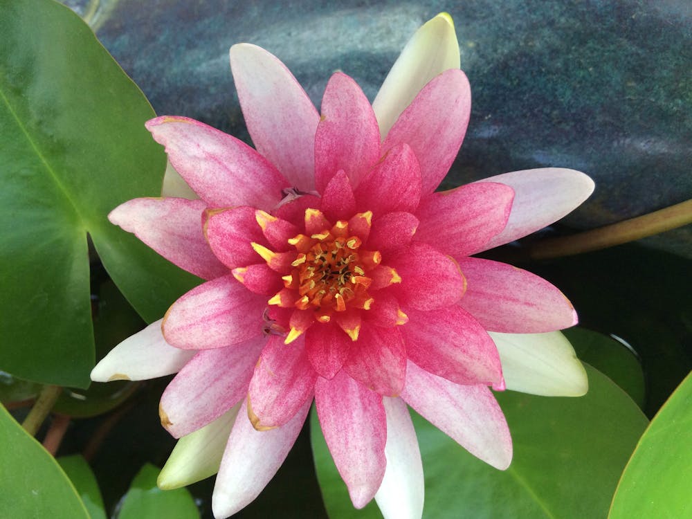 Fotos de stock gratuitas de Bangkok, flor, loto