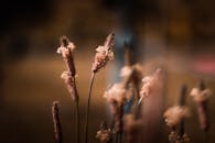 温暖的日落光线突出了微距拍摄的野花，营造出梦幻般的效果