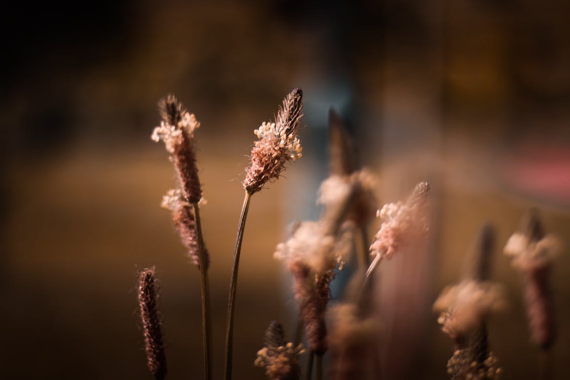 Fotografía De Enfoque Selectivo De Plantas