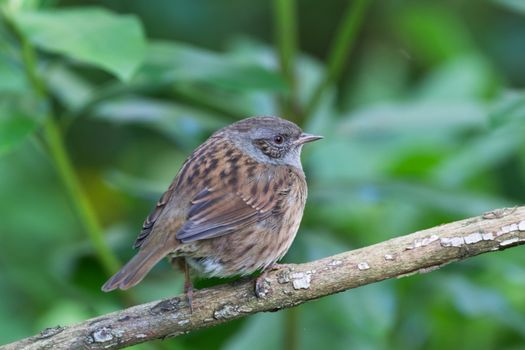 A vivid close-up of a dunnock bird perched on a branch in lush greenery.