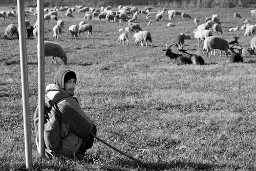 Grayscale Photo of Man in Jacket Sitting on Grass Field With Sheep