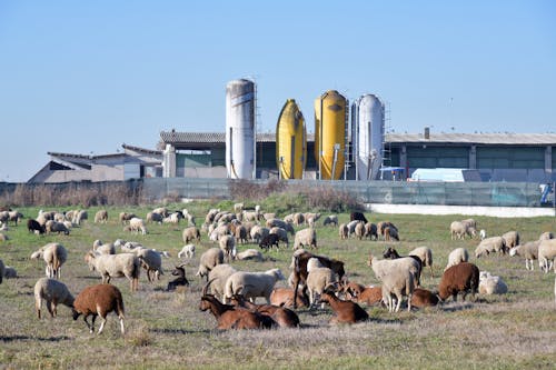 Gratis stockfoto met boerderijdier, kudde, landelijk
