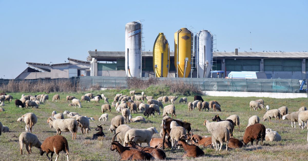 Drug Resistance in Livestock: A Growing Global Health Concern