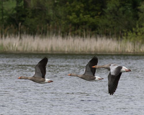 Foto d'estoc gratuïta de ales, anatidae, aus aquàtiques