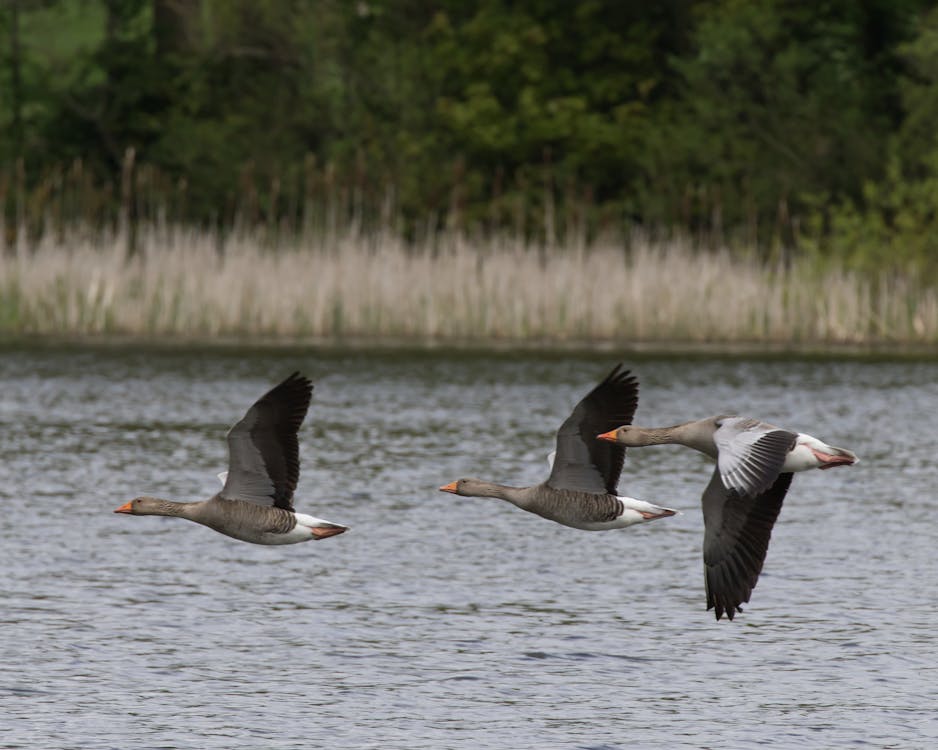 Photo of Geese Flying Over Body of Water