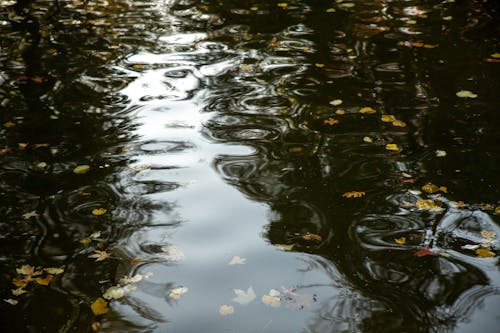 Kostenloses Stock Foto zu blätter, reflektierung, see