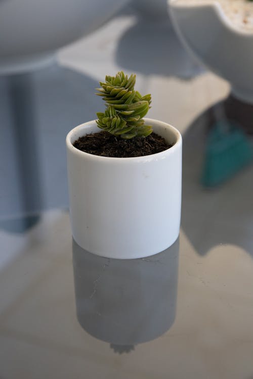 Free Close-Up Shot of a Succulent Plant in a White Pot Stock Photo