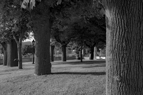 คลังภาพถ่ายฟรี ของ ดำและขาว, ต้นไม้, ปาร์ค