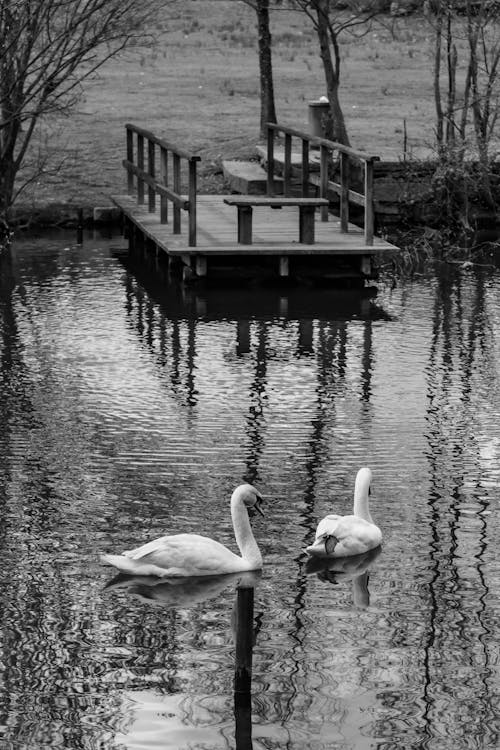 Grayscale Photo of Swans on the Pond