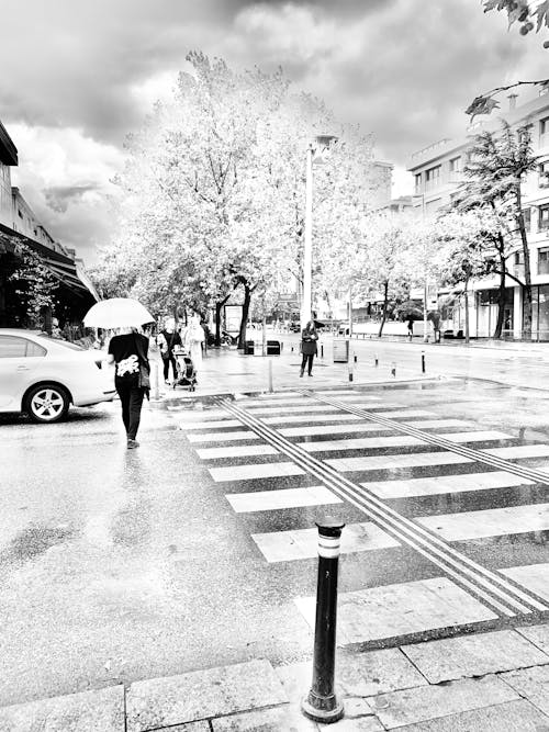 Free stock photo of rain, zebra crossing