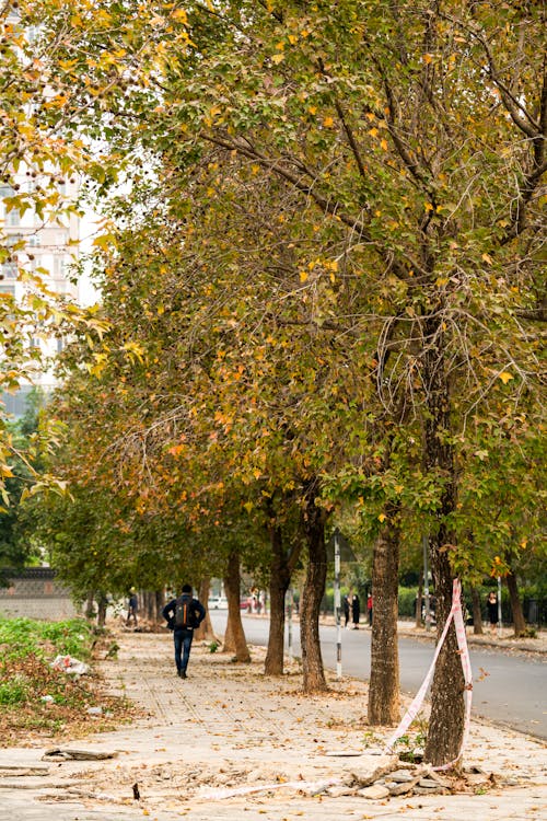 Person walking on Sidewalk under Trees